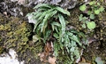 Asplenium viride #31.jpg
