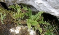 Cystopteris fragilis #24.jpg