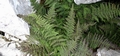 Dryopteris submontana #12.jpg