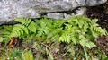 Gymnocarpium robertianum.jpg
