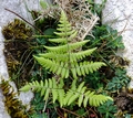 Gymnocarpium robertianum #05.jpg