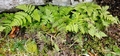 Gymnocarpium robertianum #28.jpg