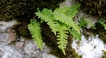 Polypodium species #29.jpg