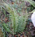 Polystichum aculeatum #26.jpg