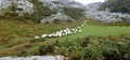 Sheep #17.jpg