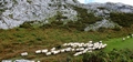 Sheep #18.jpg