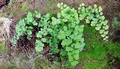 Adiantum capillus-veneris 02.jpg