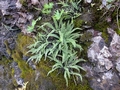 Asplenium trichomanes #09.jpg