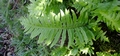 Polypodium cambricum #10.jpg