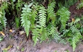 Stegnogramma pozoi #05.jpg