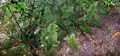 Trichomanes speciosum 03.jpg