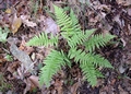 Dryopteris corleyi #01.jpg