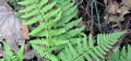 Dryopteris corleyi #02.jpg