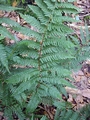 Dryopteris x asturiensis #03.jpg