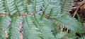 Dryopteris x asturiensis #04.jpg