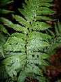 Dryopteris x asturiensis #05.jpg