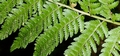Dryopteris x asturiensis #06.jpg
