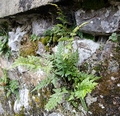 Asplenium adiantum-nigrum #11.jpg
