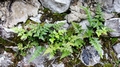 Asplenium adiantum-nigrum #12.jpg