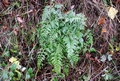 Asplenium billotii #15.jpg