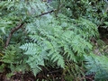 Culcita macrocarpa #03.jpg