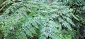 Culcita macrocarpa #06.jpg