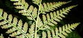 Culcita macrocarpa #07.jpg