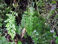 Cystopteris fragilis #17.jpg