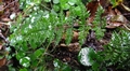Cystopteris fragilis #18.jpg