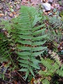 Dryopteris affinis subsp.borreri #16.jpg