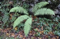 Dryopteris affinis subsp.borreri #19.jpg