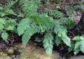 Osmunda regalis #02.jpg