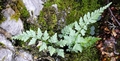 Asplenium adiantum-nigrum #15.jpg