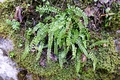 Asplenium viride #02.jpg