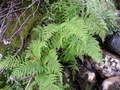 Athyrium filix-femina #16.jpg