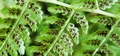 Athyrium filix-femina #17.jpg