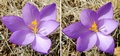Crocus-nudiflorus-#13.jpg
