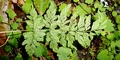 Cystopteris fragilis #22.jpg