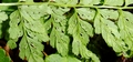 Cystopteris fragilis #23.jpg