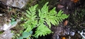 Cystopteris fragilis #25.jpg