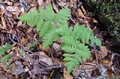 Gymnocarpium dryopteris #32.jpg