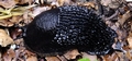 Large Black Slug (Arion ater) #26.jpg