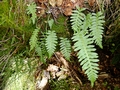 Polypodium species #29.jpg
