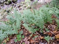 Polypodium species #31.jpg