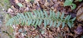 Polystichum aculeatum #05.jpg