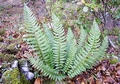 Polystichum aculeatum #06.jpg