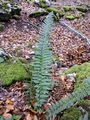 Polystichum aculeatum #14.jpg