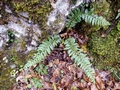 Polystichum lonchitis #03.jpg