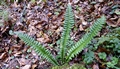 Polystichum lonchitis #10.jpg