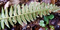 Polystichum lonchitis #11.jpg
